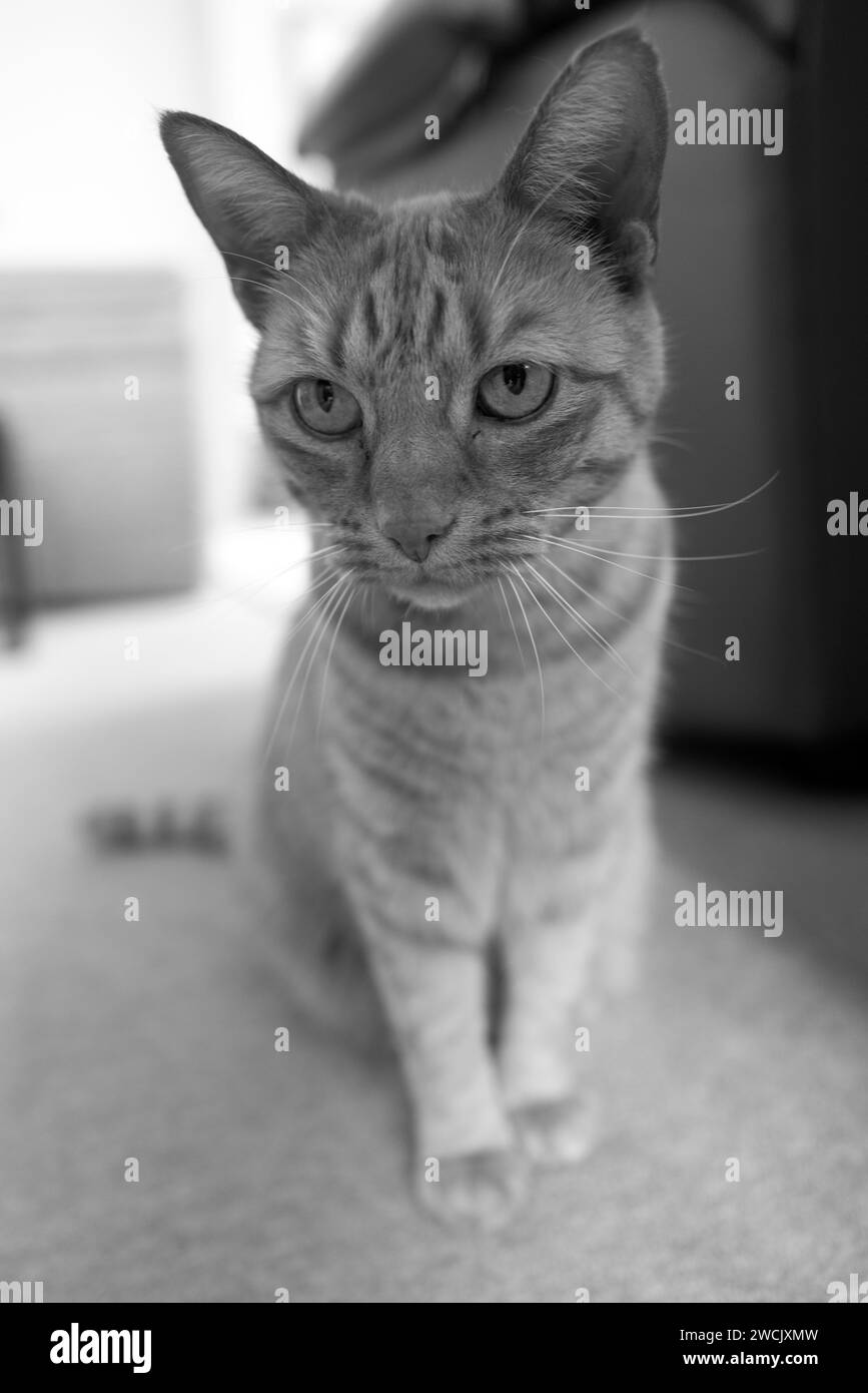 Ginger Black and White Stock Photos & Images Alamy