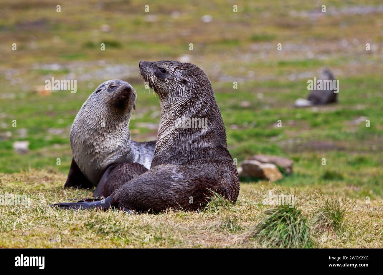 Family of Antarctic Fur Seals (arctocephalus gazella), Grytviken Harbour, South Georgia Stock Photo