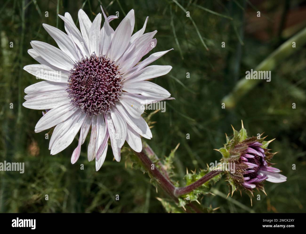 Berkheya Purpurea Stock Photo