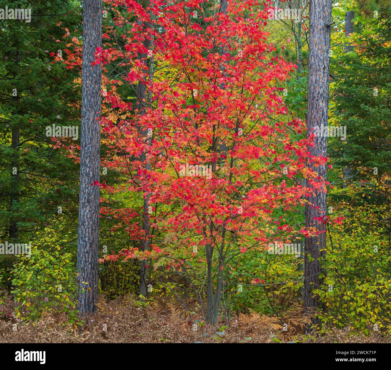 A beautiful red maple tree in the Chequamegon National Forest in ...