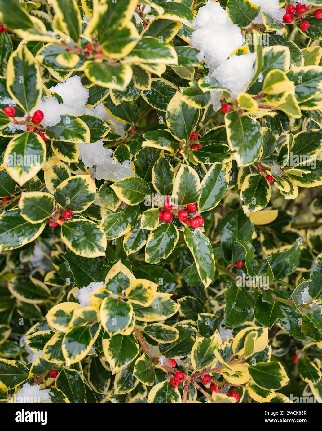 The boundary between Ilex altaclarensis and Ilex aquifolium can be blurred due to their shared characteristics e.g.  larger leaves than common holly. Stock Photo