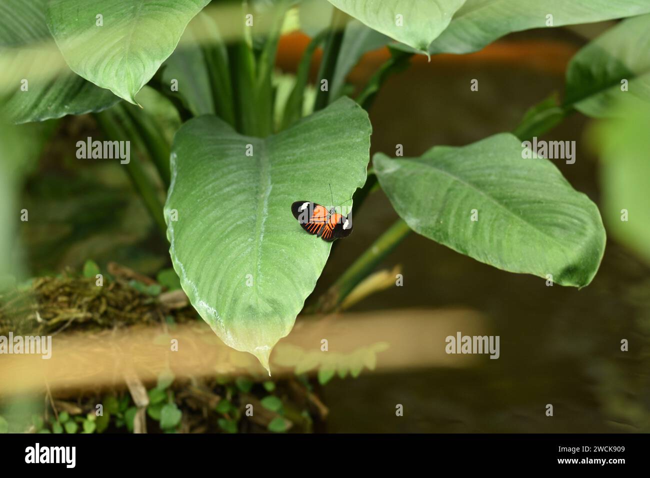 Macro photo of butterfly Stock Photo - Alamy