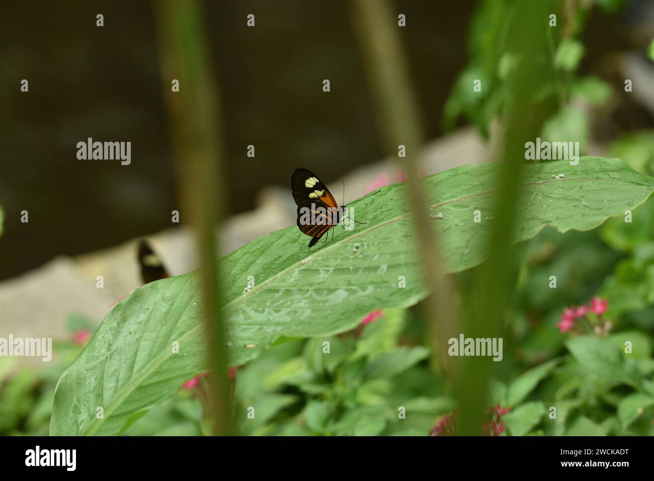 Macro photo of butterfly in garden Stock Photo