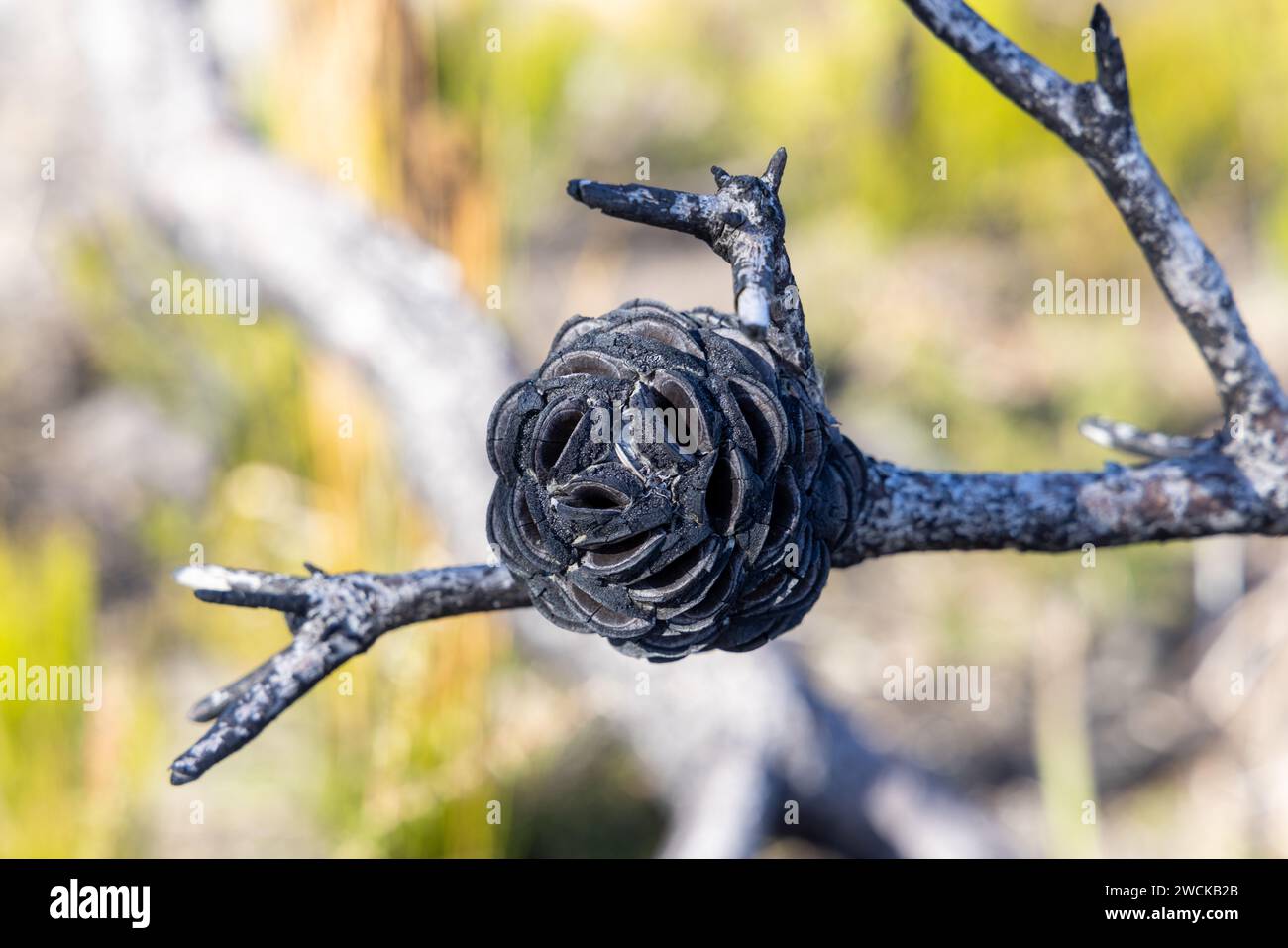 Burnt Banksia cone on a tree at North Head, Manly Sydney. Stock Photo
