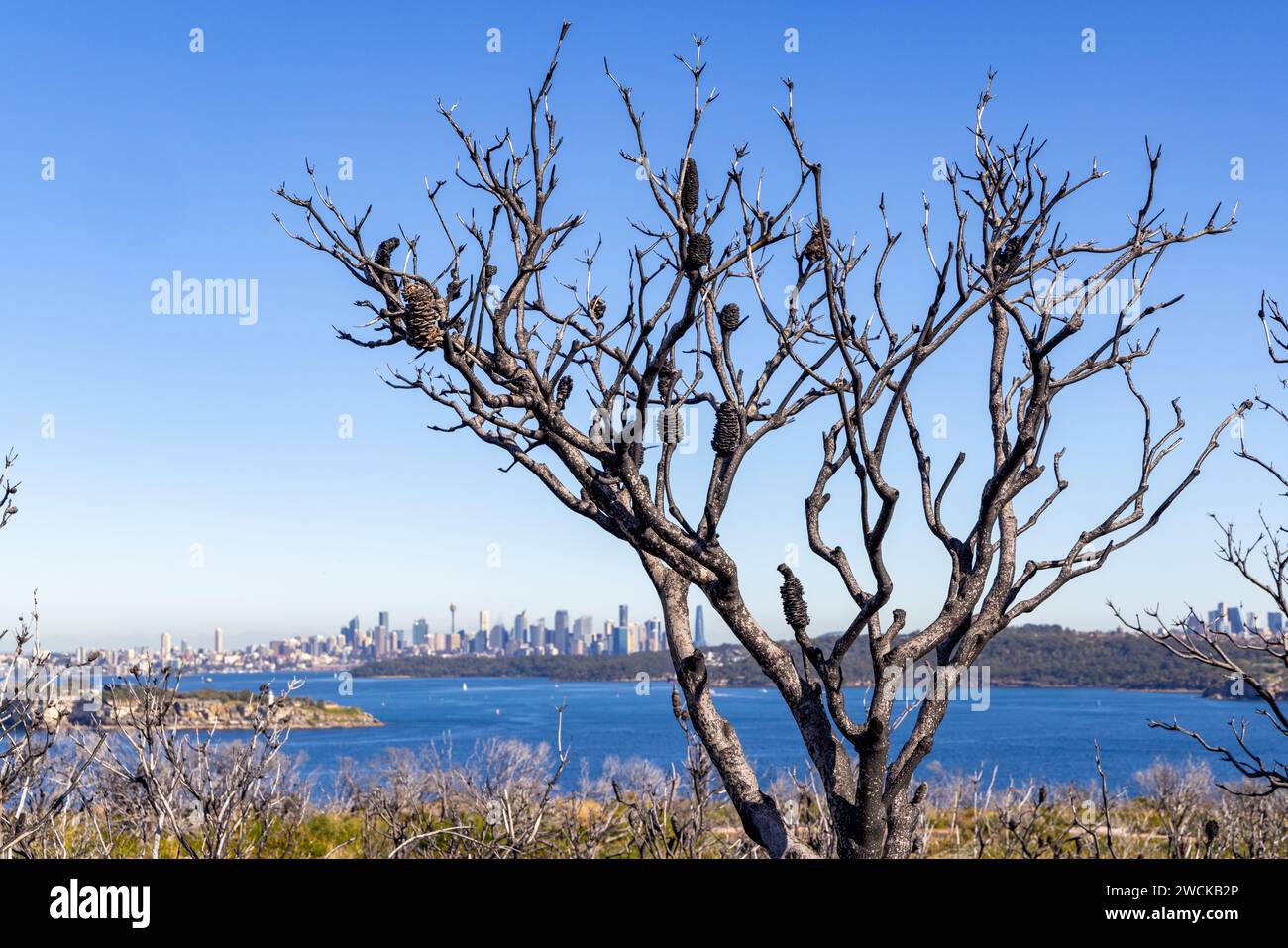 Newly opened in 2023. Fairfax walk and lookouts at North Head, Manly, Sydney, NSW. Stock Photo