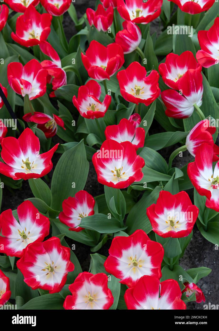 White and red tulip called Pipi, Triumph group. Tulips are divided into groups that are defined by their flower features Stock Photo