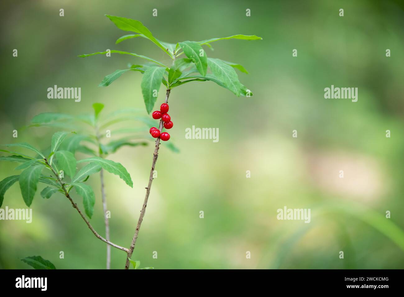 Wild red berries in forest in Finland. Stock Photo