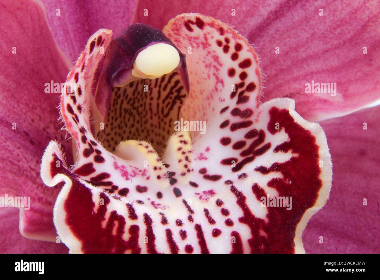 Orchid, San Diego County Orchid Society Winter Show in the Park, Balboa