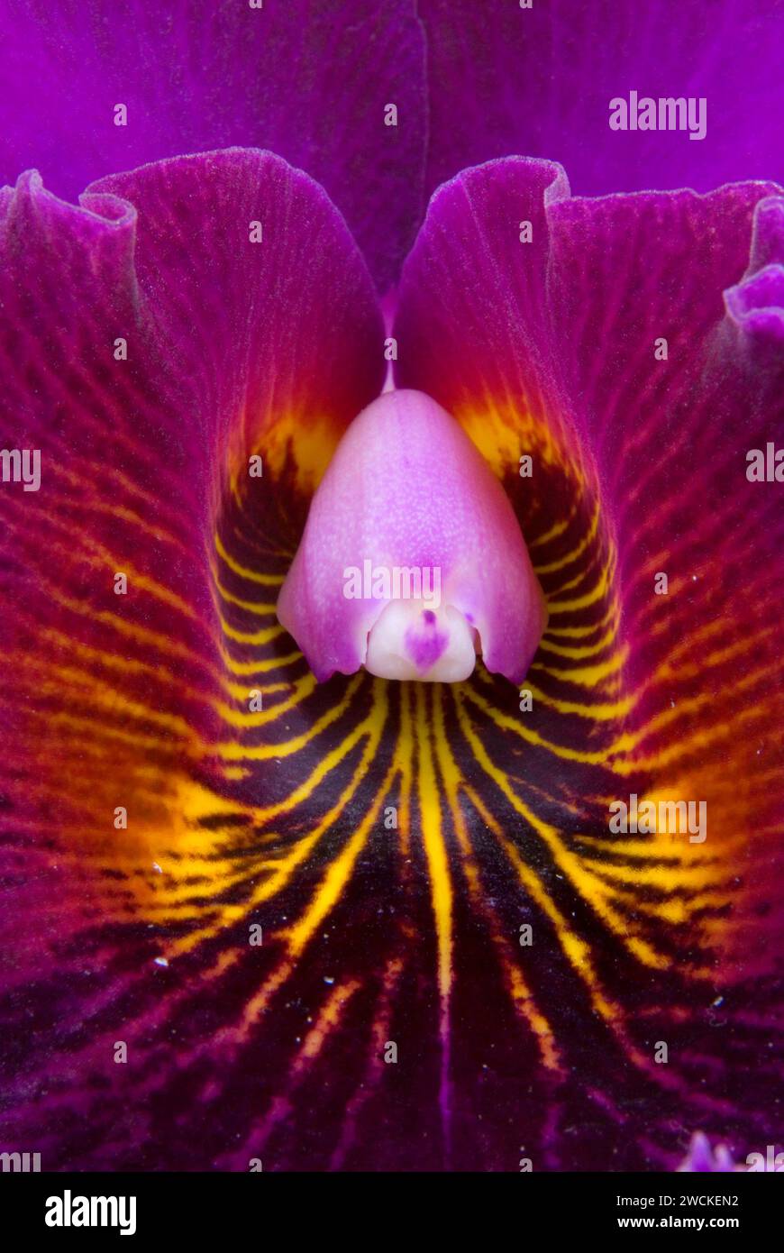 Orchid, San Diego County Orchid Society Winter Show in the Park, Balboa