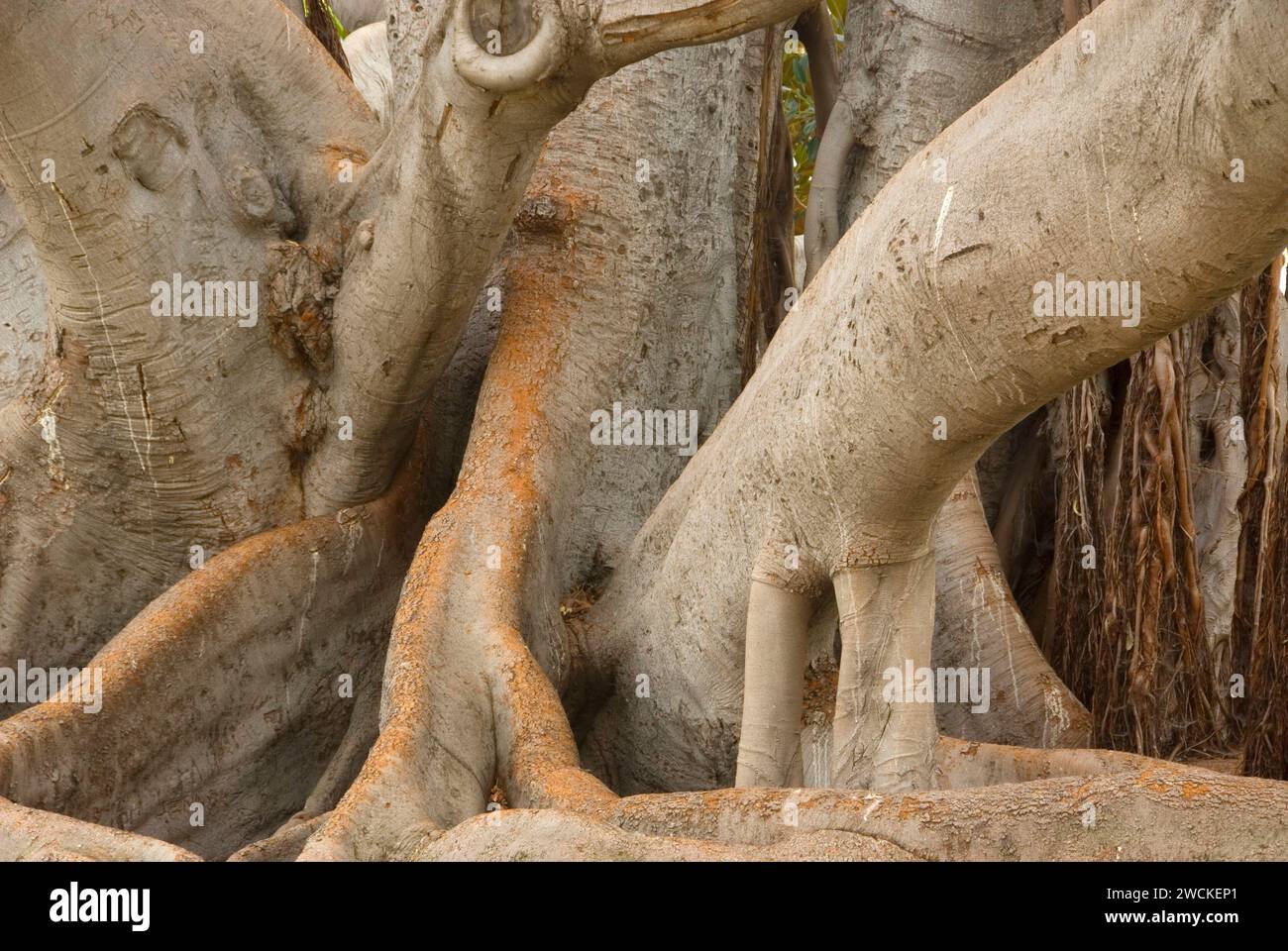 Moreton Bay Fig Tree (Ficus macrophylla), Balboa Park, San Diego
