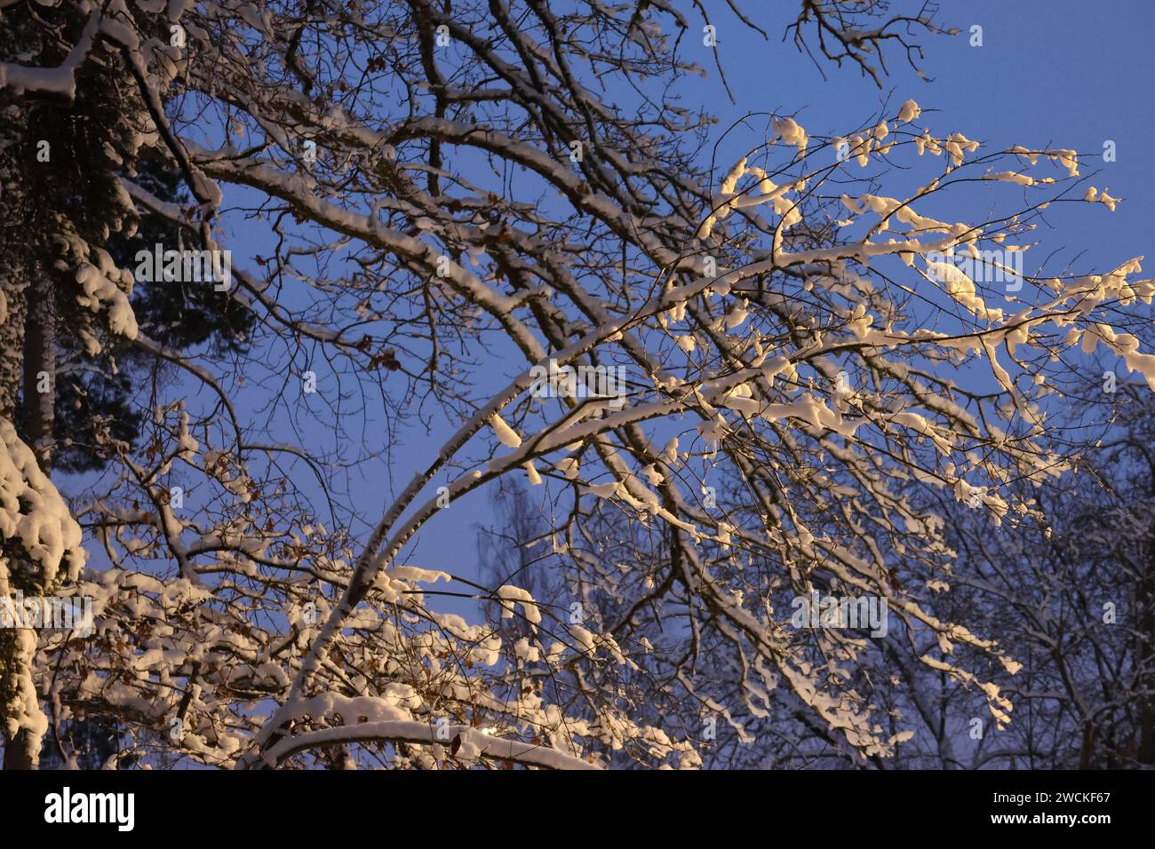 Stunning winter pictures from a beautiful nature. Snow on the trees against a wonderfully sky makes for this fantastic photo. Perfect as a background Stock Photo