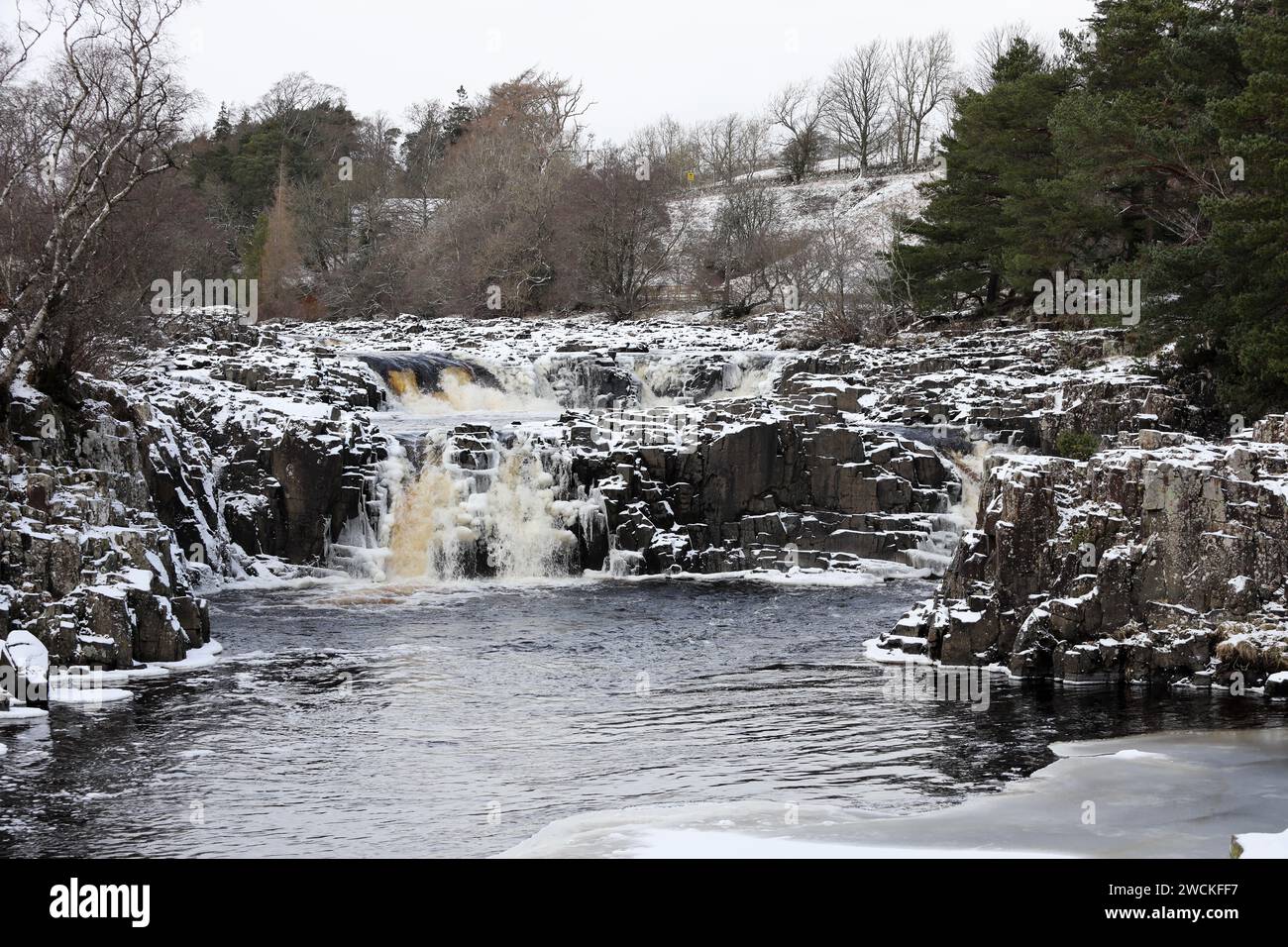 Bowlees, Teesdale, County Durham, UK. 16th January 2024. UK Weather. Wintry scenes on the River Tees at Low Force this afternoon as snow and ice affect Teesdale, County Durham, North East England. Credit: David Forster/Alamy Live News Stock Photo