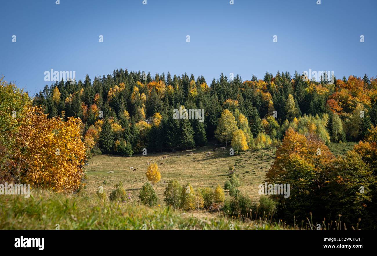 Verdant Ridges Breathtaking view of a verdant mountain range adorned with abundant ...