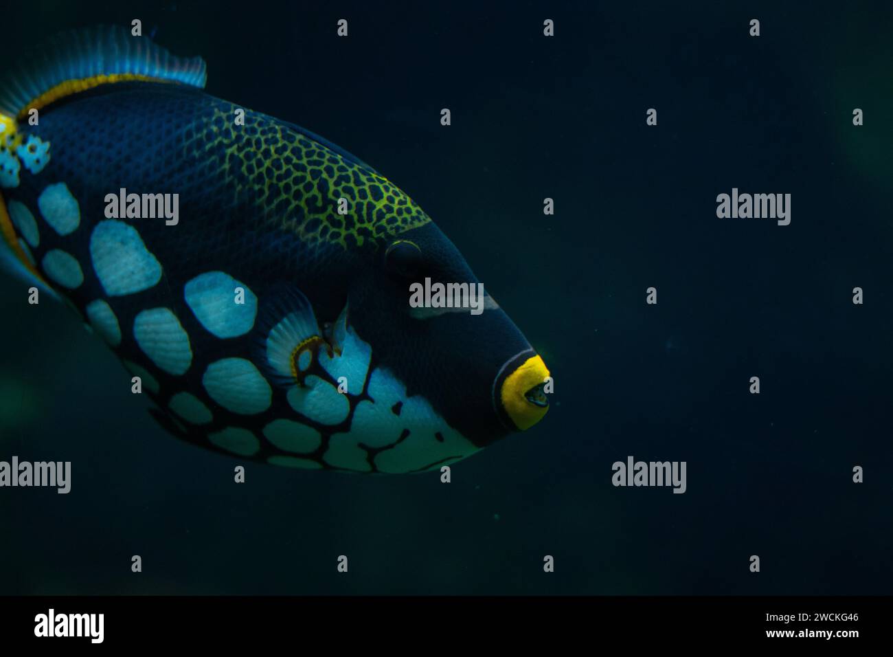 sharp image of fish in aquarium Stock Photo - Alamy