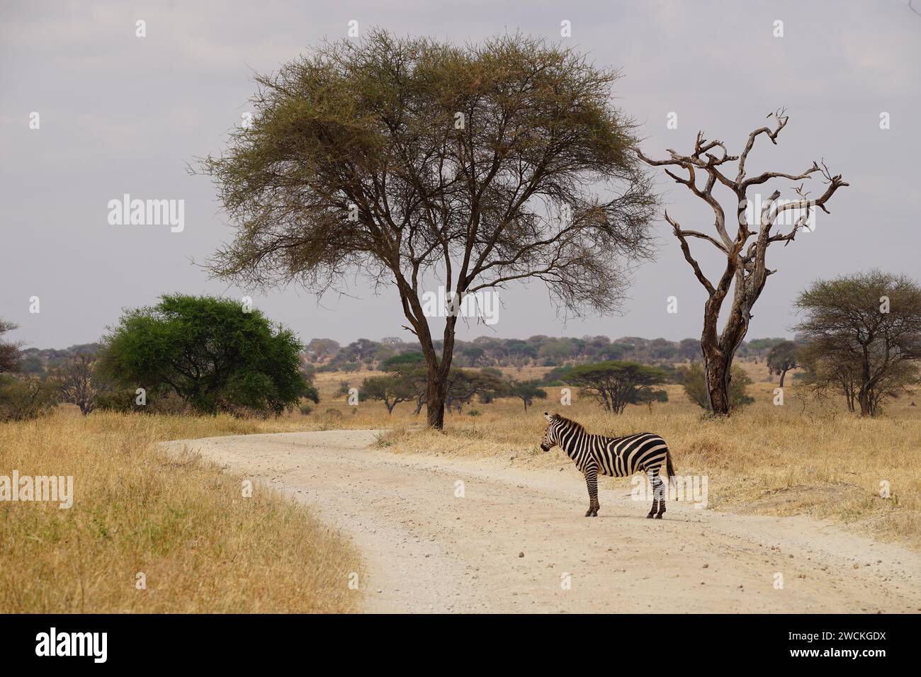 single zebra in african savannah, standing on road, acacia, bush Stock Photo