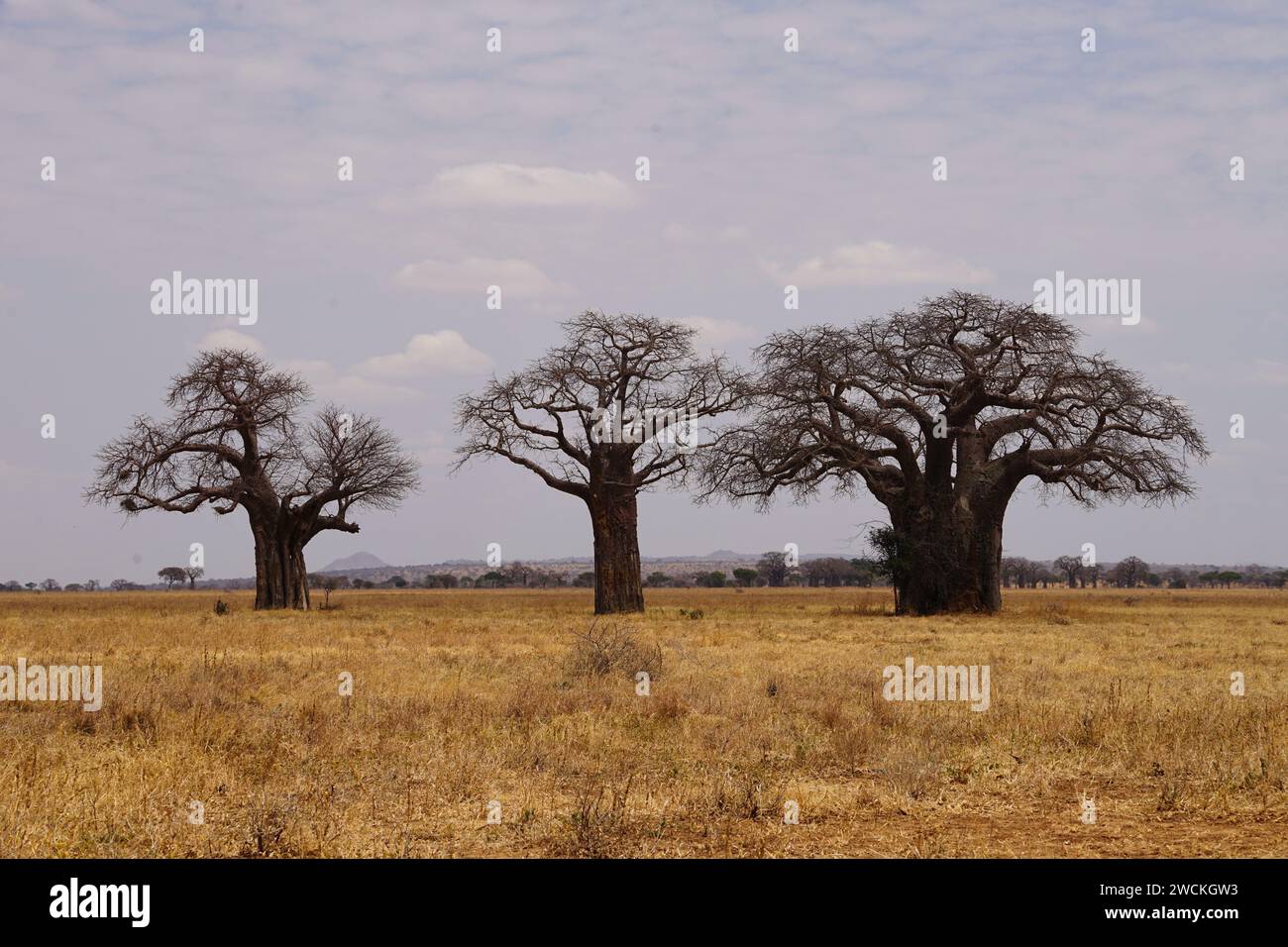 baobab trees in savannah, sky, grassland Stock Photo Alamy