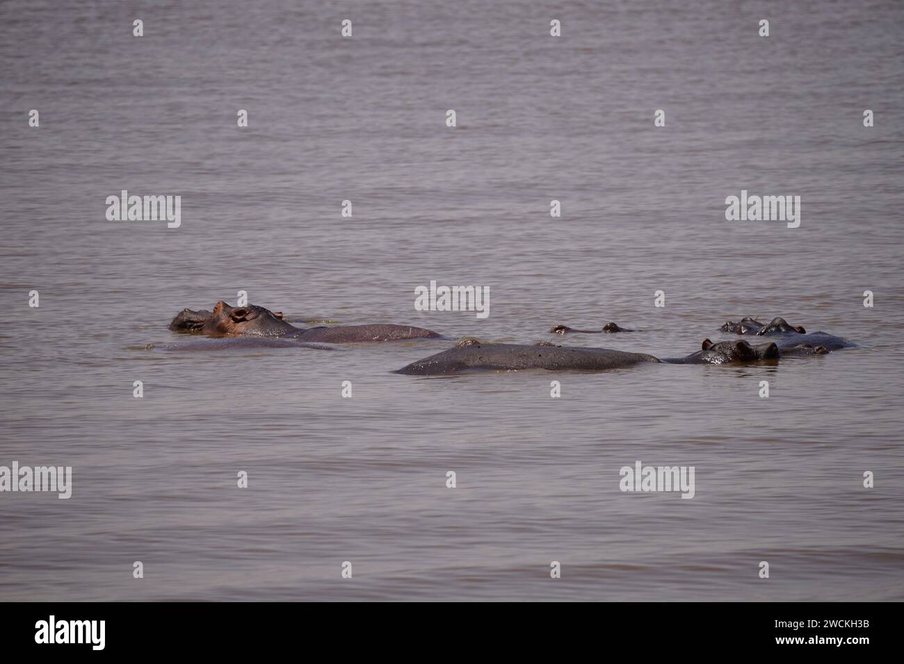 hippos in lake Stock Photo