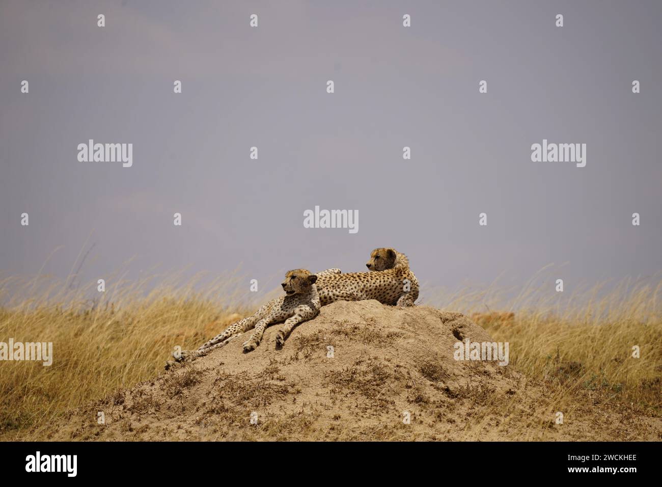 cheetahs resting in african wilderness Stock Photo