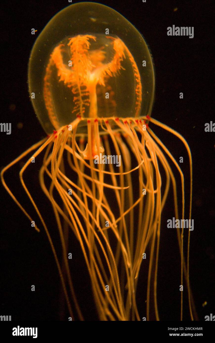 Bell Jelly (Polyorchis penicillatus), Scripps Aquarium, La Jolla, California Stock Photo