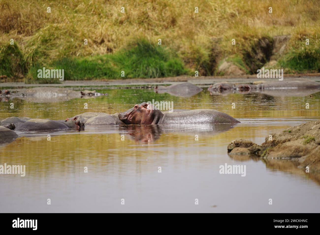 hippos in pond, african wilderness, water, grass Stock Photo