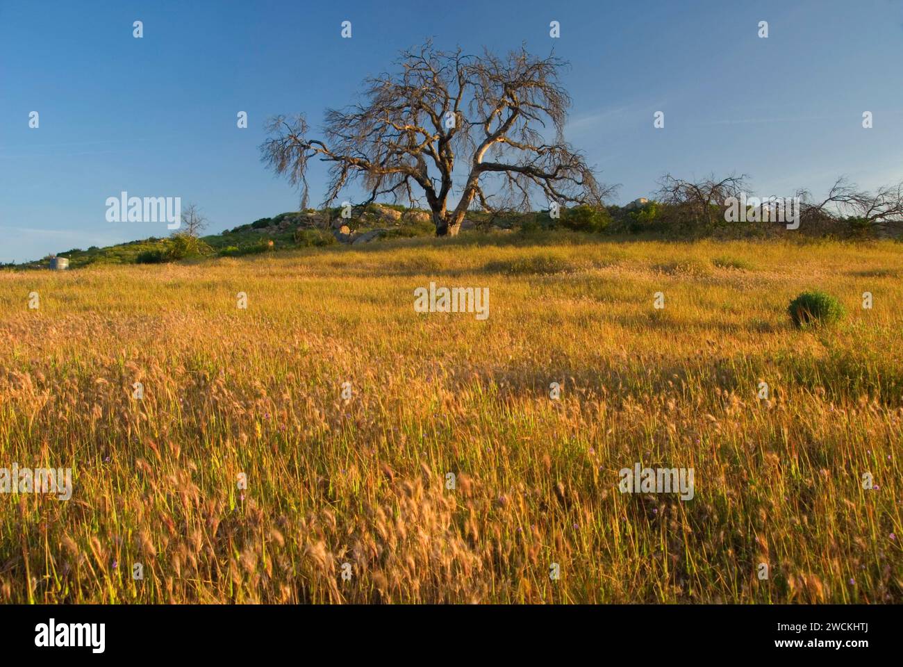 Oak snag in grassland, Barnett Ranch Open Space Preserve, San Diego County, California Stock Photo