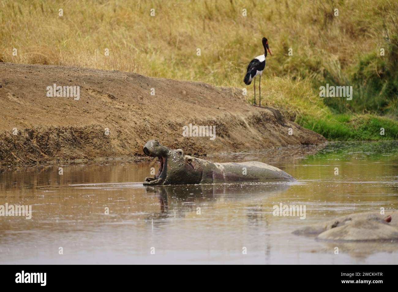 hippo in pond, african wilderness, water, grass, stork Stock Photo