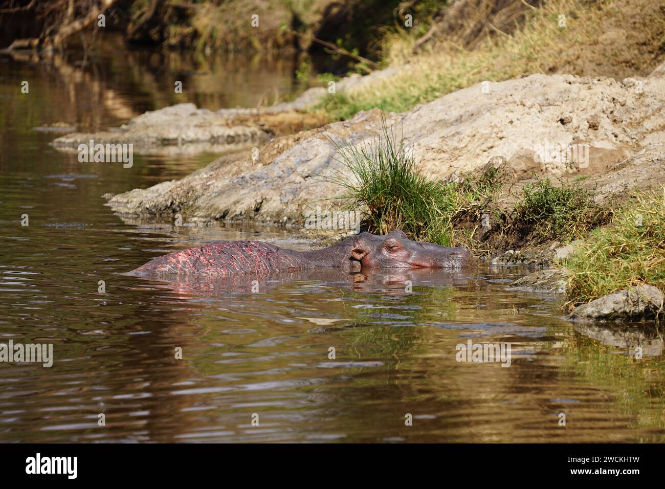 hippos in pond, african wilderness, water, grass Stock Photo