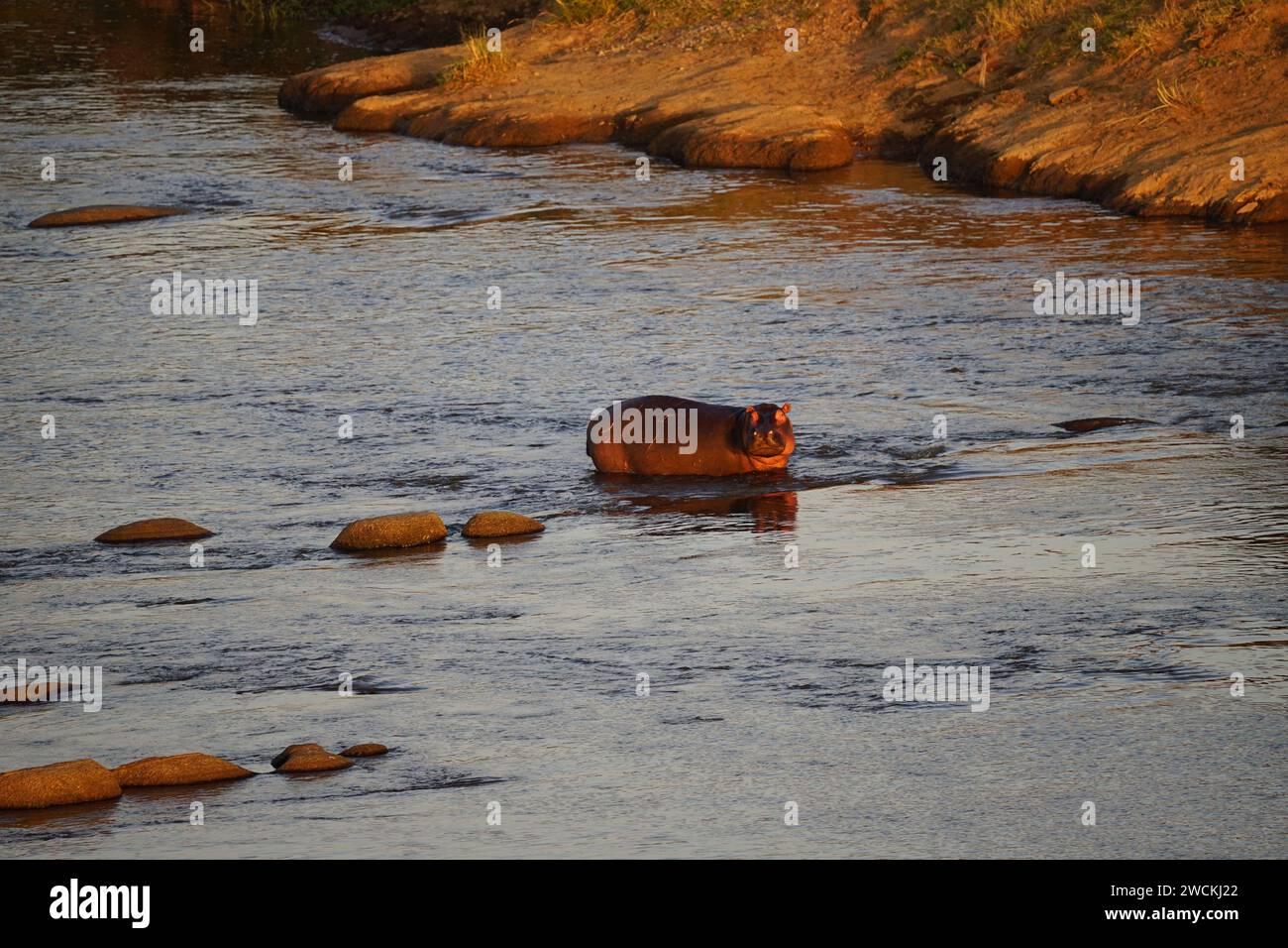 hippo in river, shore, sunrise Stock Photo