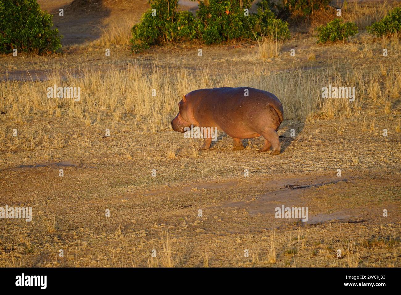 hippo walking on grass, african wilderness Stock Photo