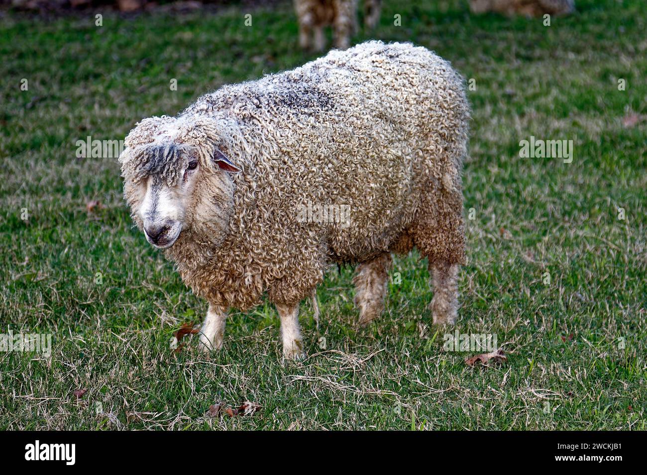 sheep portrait, wooly, standing in grass, full body, cute,  farm animal, mammal, domestic, ruminant, crimped hair, close-up, Virginia Stock Photo