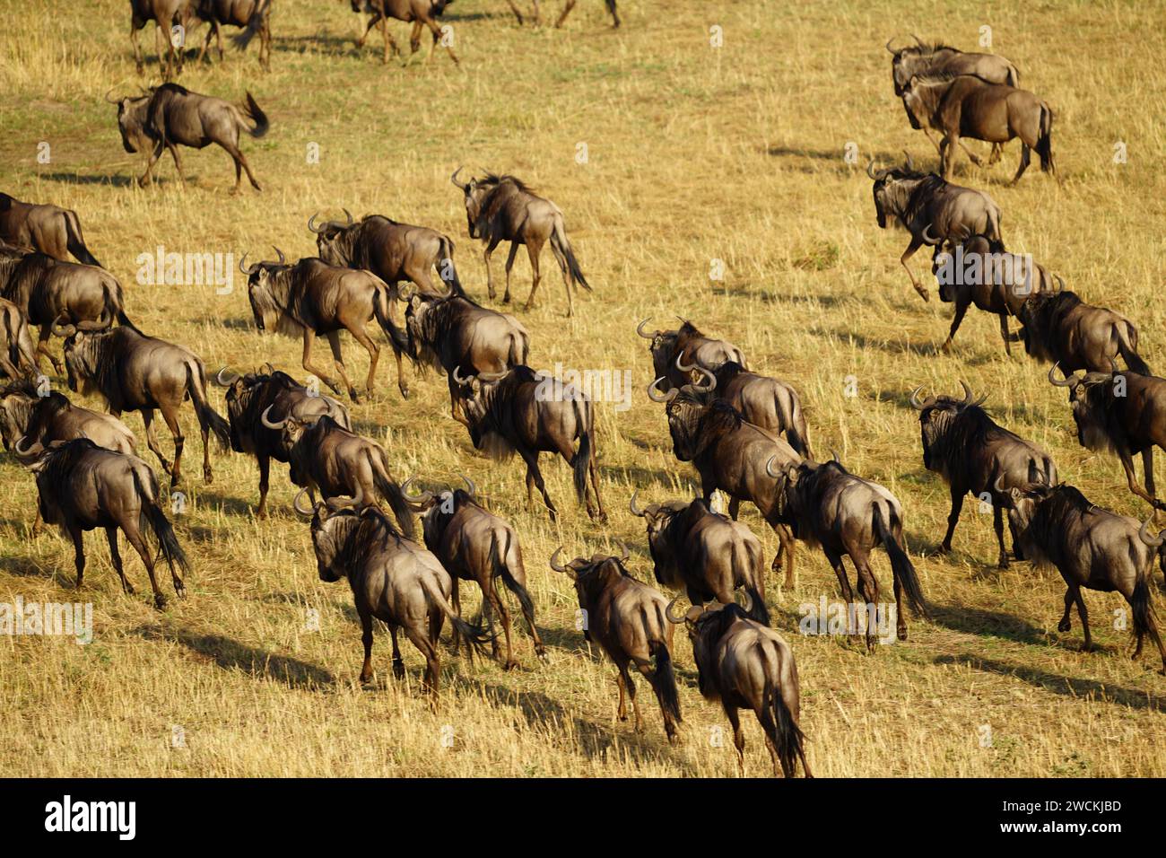 stampede of gnu wildebeest antelopes during great migration in savannah Stock Photo
