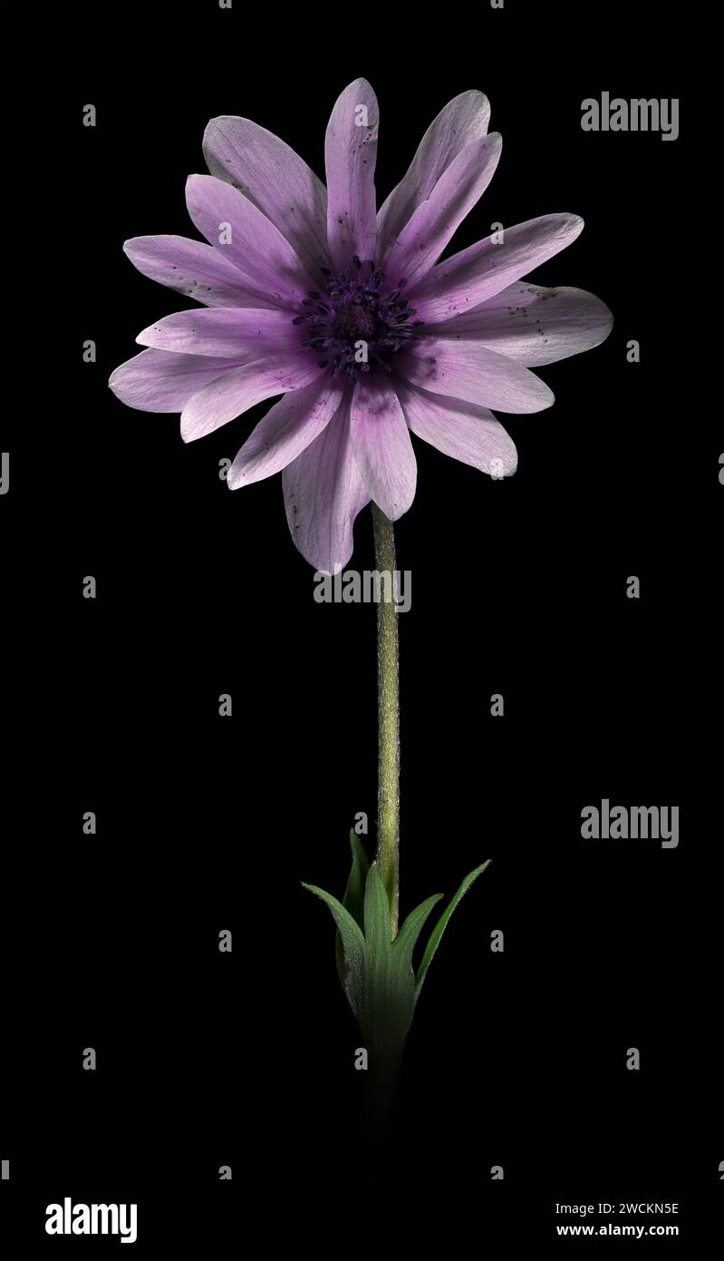 Sfondo flower hi-res stock photography and images - Alamy