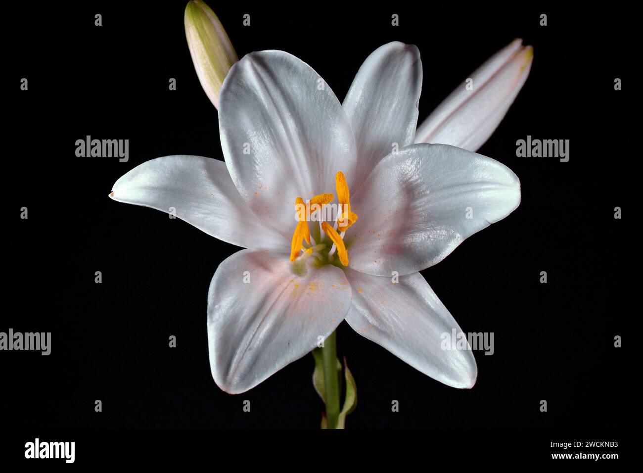 Sfondo flower hi-res stock photography and images - Alamy