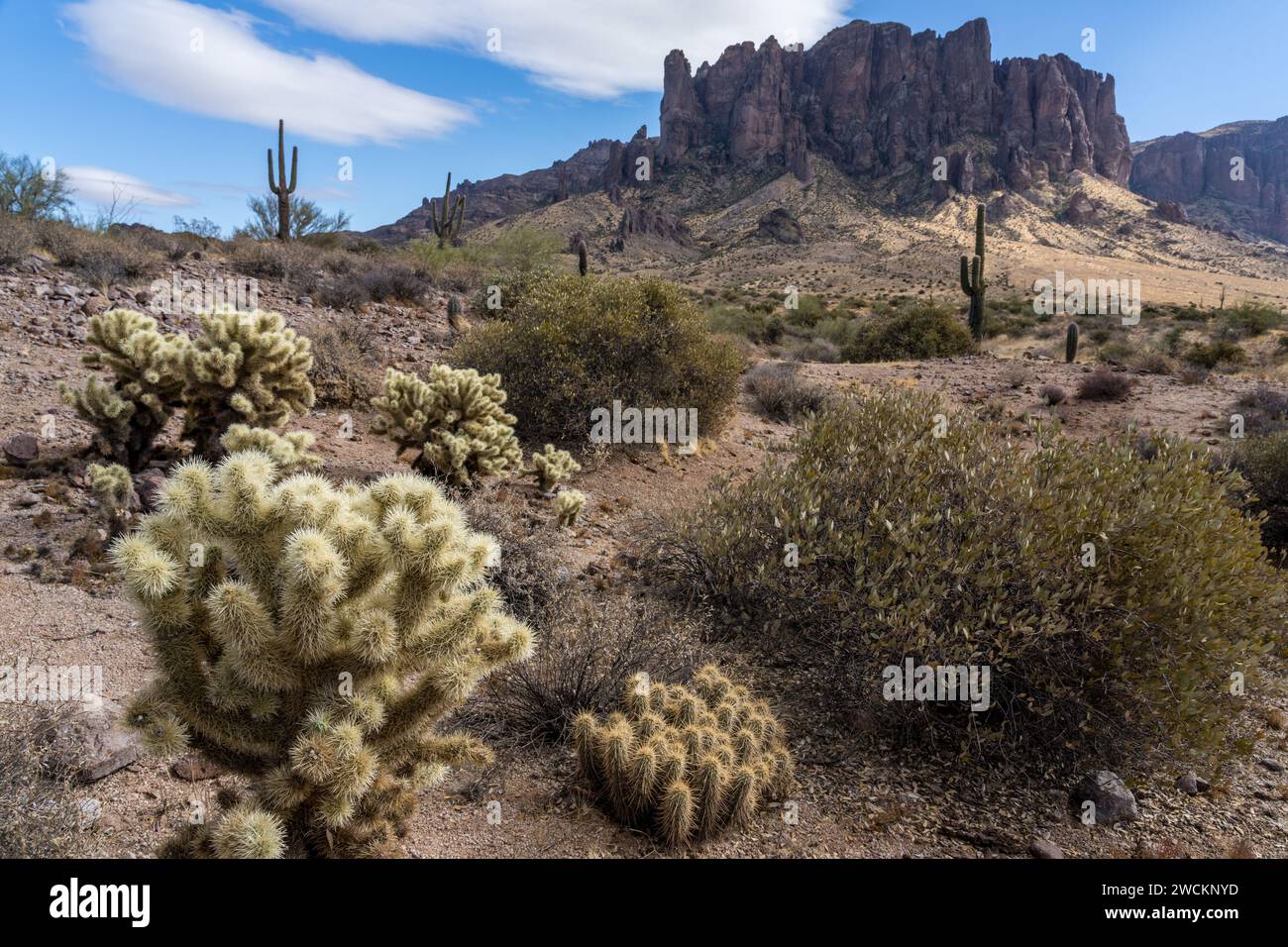 Teddy Bear Cholla and Superstition Mountain.  Lost Dutchman State Park, Apache Junction, Arizona. Stock Photo