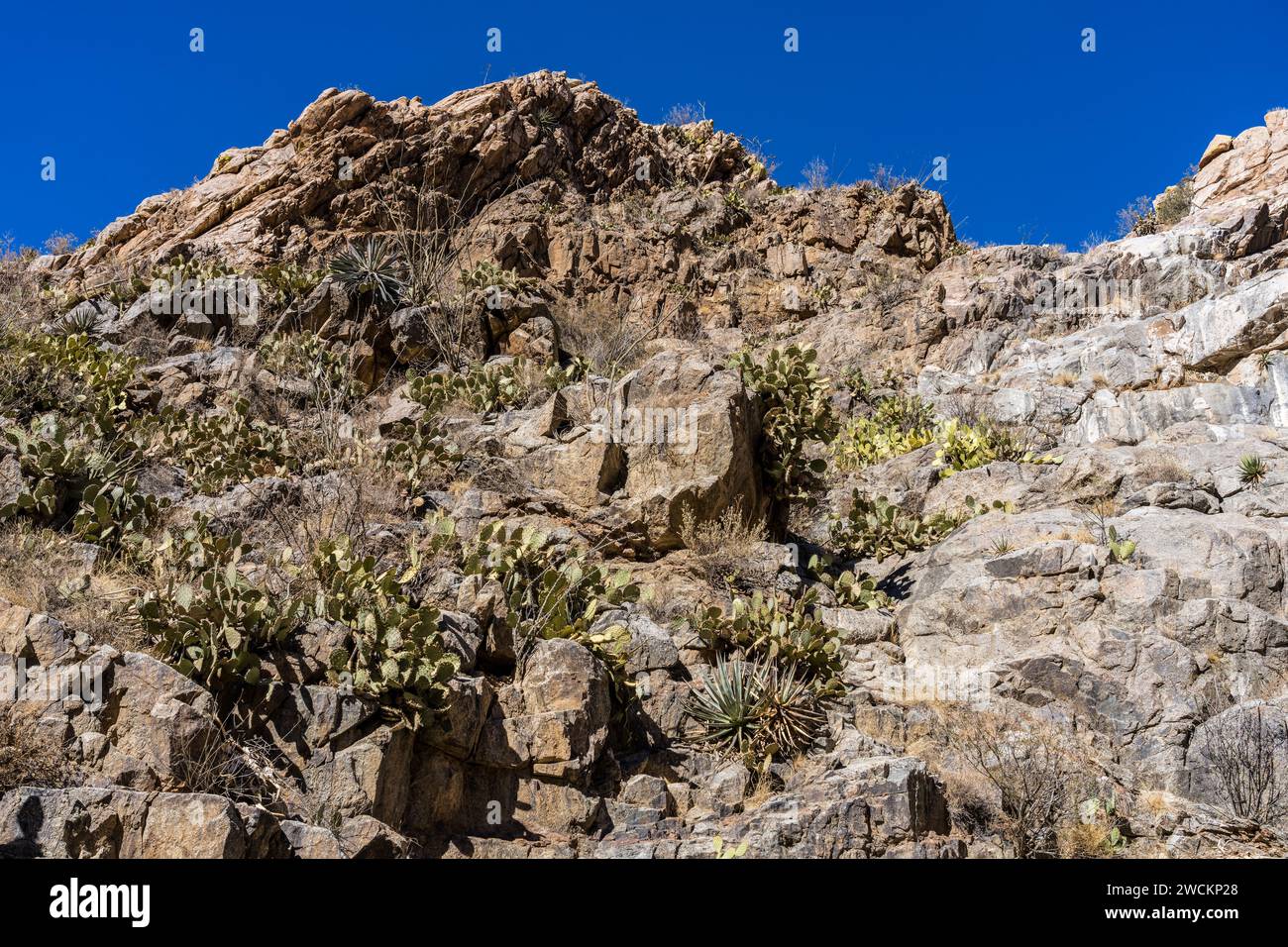 Agaves and prickly pear cacti growing out of a rock face in Box Canyon in the Sonoran Desert south of Tucson, Arizona. Stock Photo