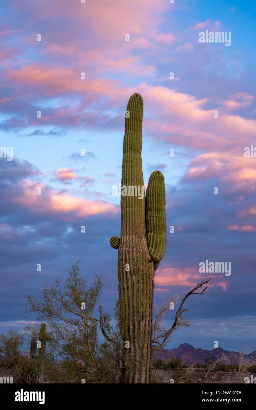 A saguaro cactus and pastel sunset clouds in the Sonoran Desert near ...