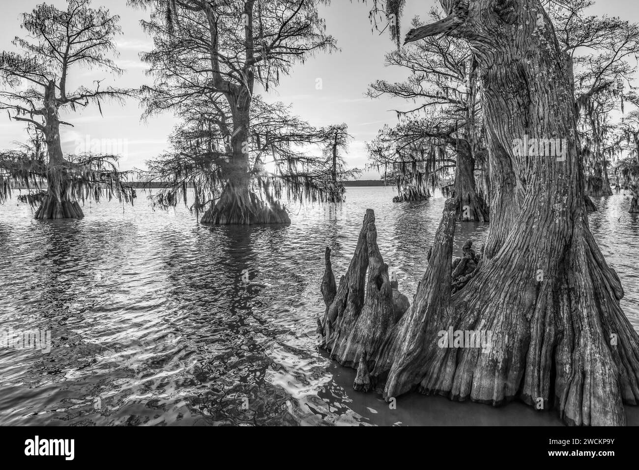 Spanish moss on oldgrowth bald cypress trees at sunset in Lake