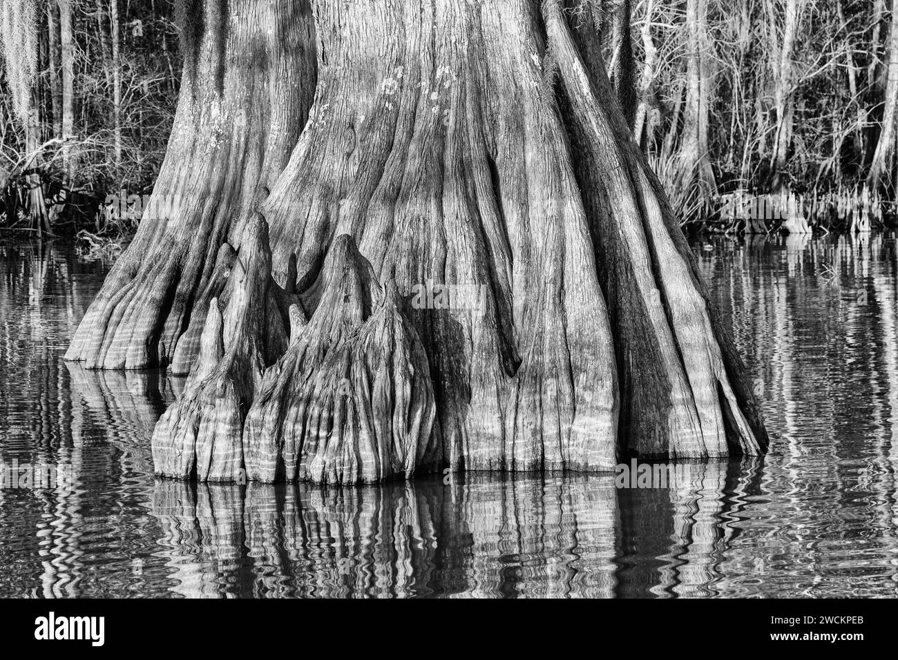 An old-growth bald cypress tree trunk  with cypress knees in Lake Dauterive in the Atchafalaya Basin or Swamp in Louisiana. Stock Photo