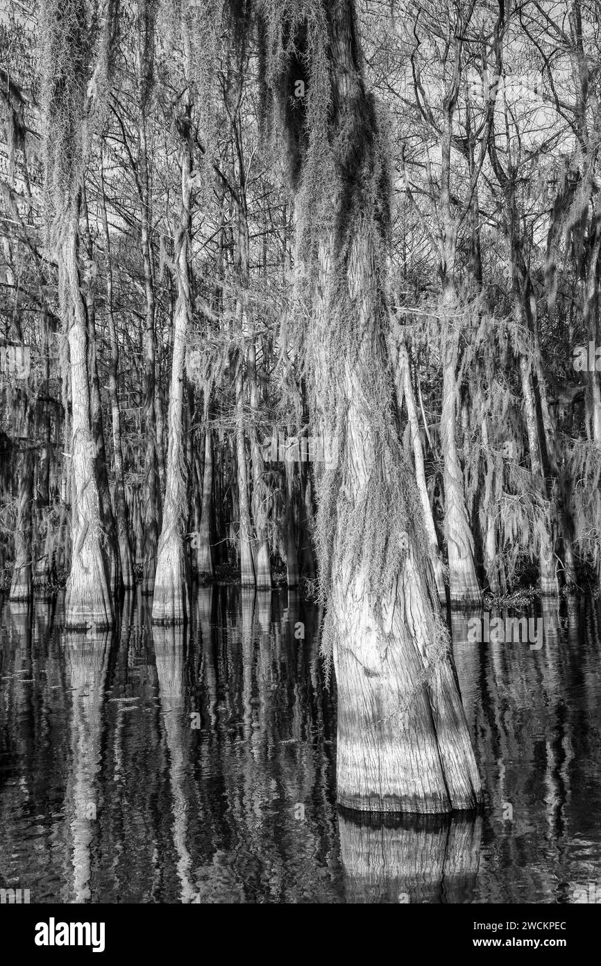 Bald cypress trees draped with Spanish moss in a lake in the