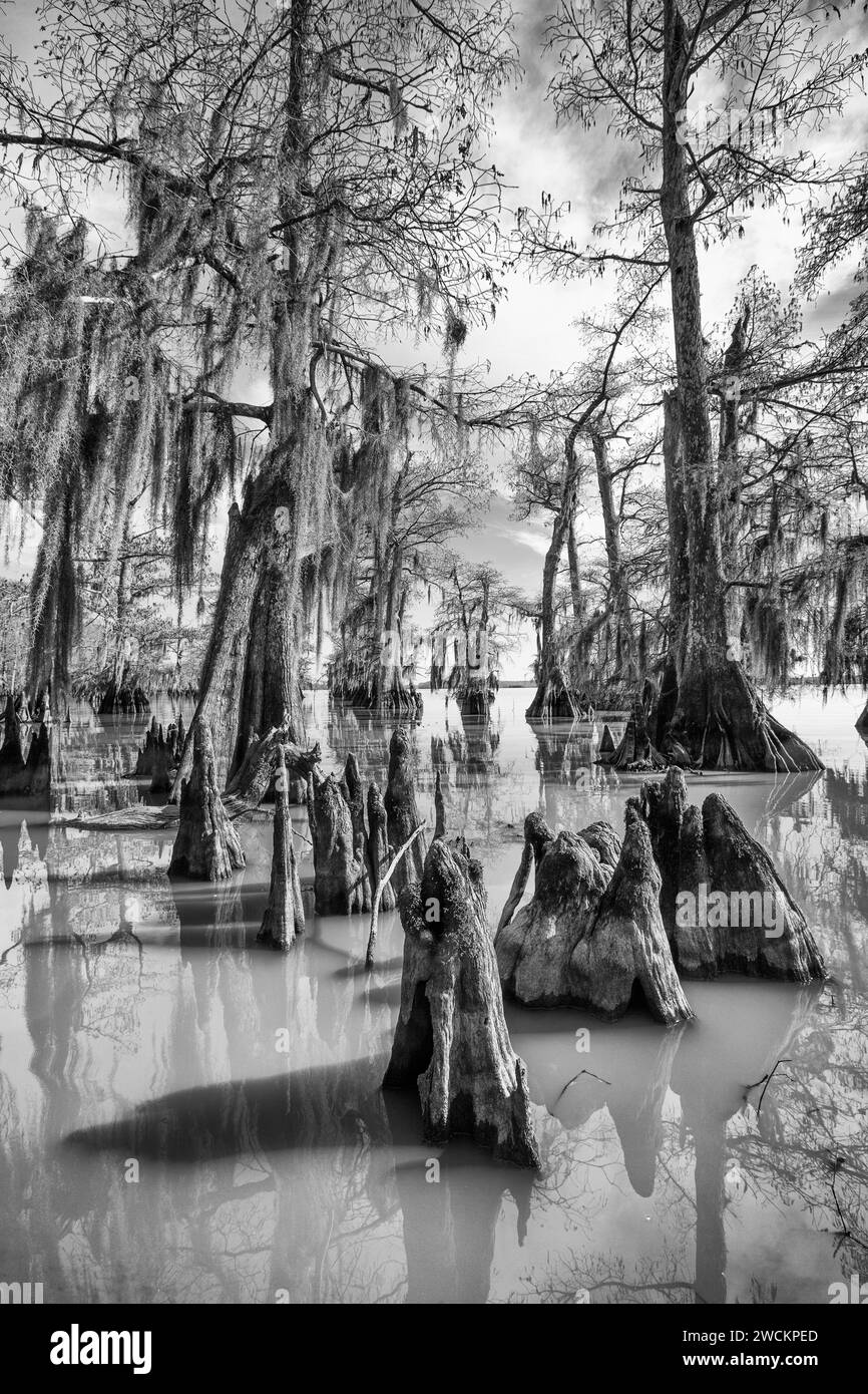 Cypress knees and bald cypress trees draped with Spanish moss in Lake