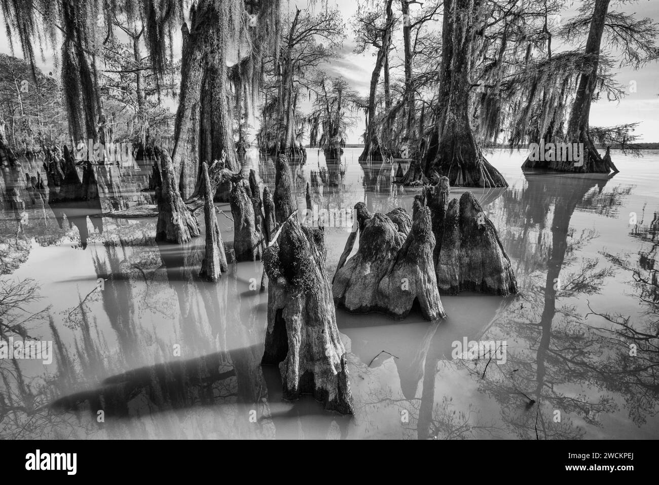 Cypress knees and bald cypress trees draped with Spanish moss in Lake
