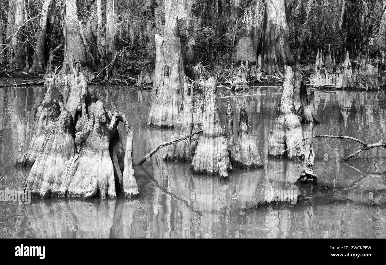 Cypress knees of bald cypress trees in Lake Dauterive in the Atchafalaya Basin or Swamp in Louisiana. Stock Photo
