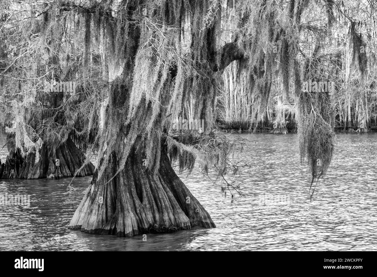 Spanish moss on oldgrowth bald cypress trees in Lake Dauterive in the