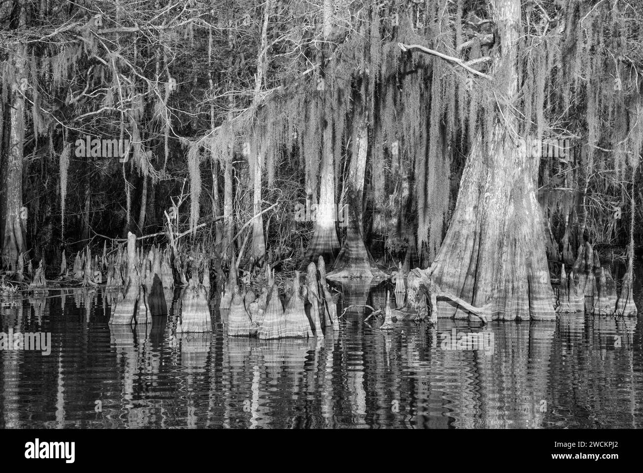 Cypress knees & Spanish moss on oldgrowth bald cypress trees in Lake