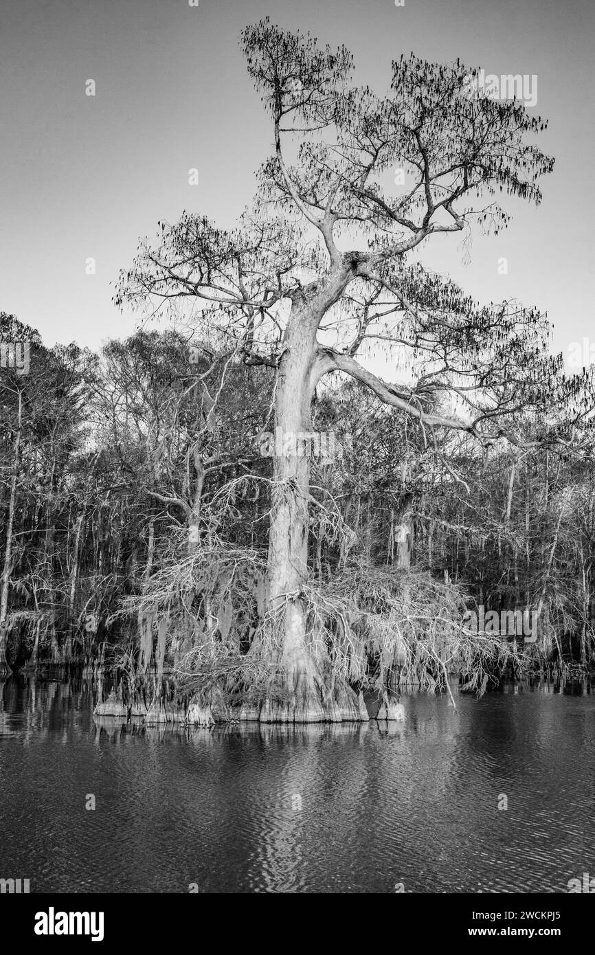 Old-growth bald cypress trees in Lake Dauterive in the Atchafalaya Basin or Swamp in Louisiana. Stock Photo