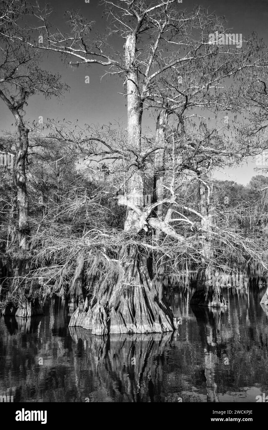 Old-growth bald cypress trees in Lake Dauterive in the Atchafalaya Basin or Swamp in Louisiana. Stock Photo
