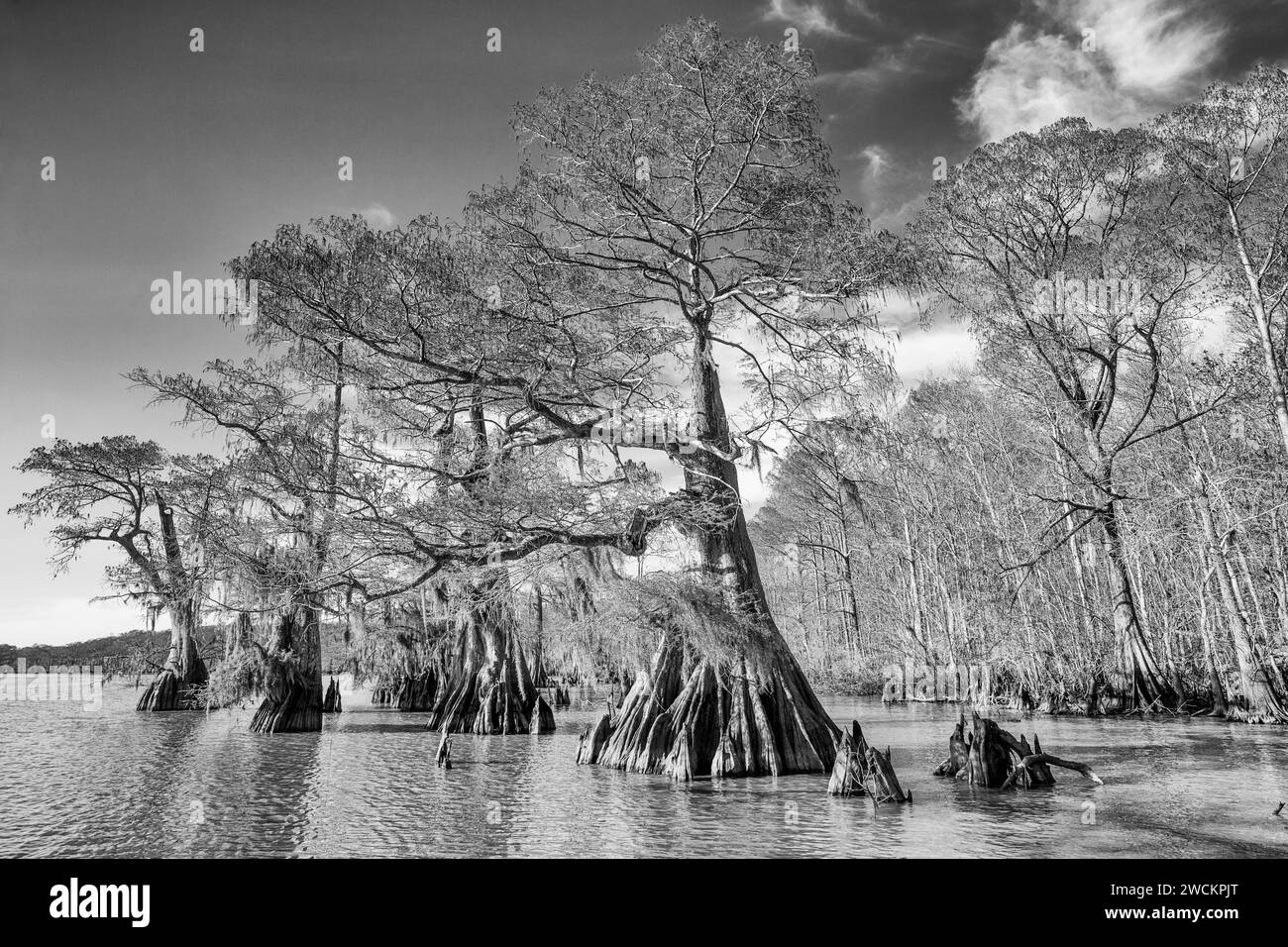 Bald cypress trees Black and White Stock Photos & Images - Alamy