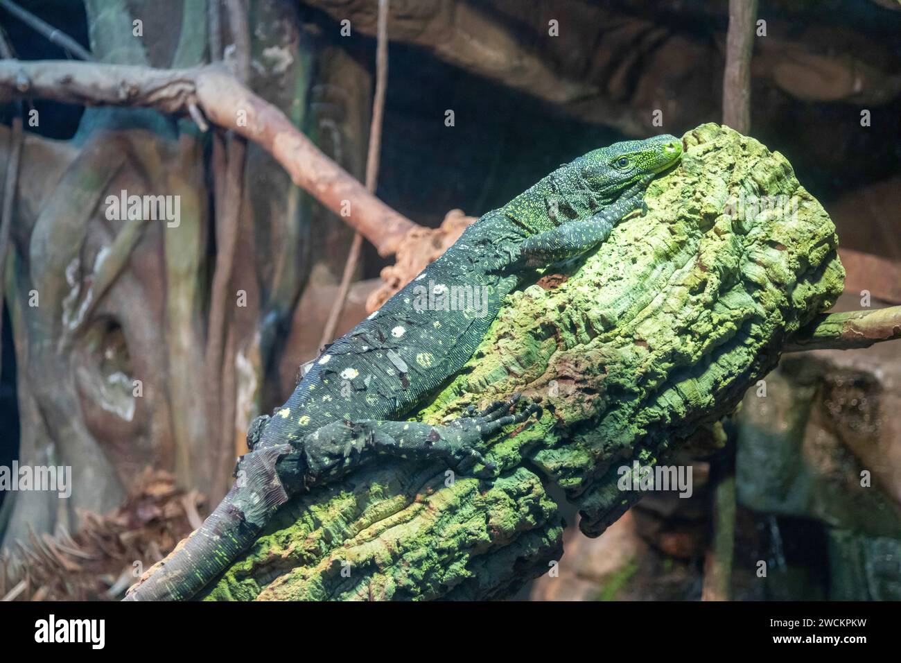 Denver, Colorado - A crocodile monitor (Varanus salvadorii) at the Denver Zoo. Native to New Guinea, the crocodile monitor can grow to 12 feet long, i Stock Photo