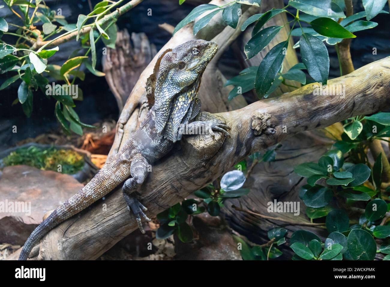 Denver, Colorado - A frilled lizard (Chlamydosaurus kingii) at the Denver Zoo. Stock Photo