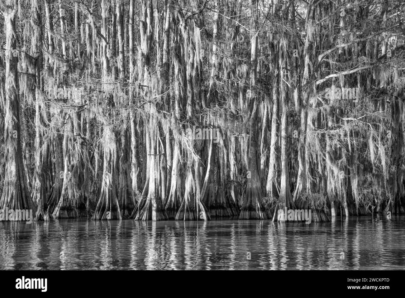 Oldgrowth bald cypress trees in Lake Dauterive draped with Spanish